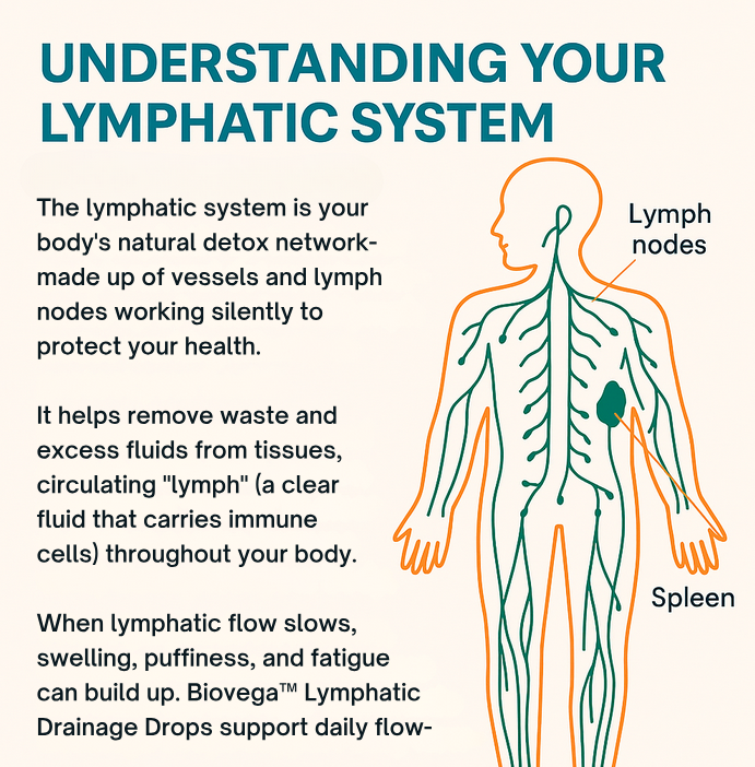 Zavora Lymphatic Herbal Drops